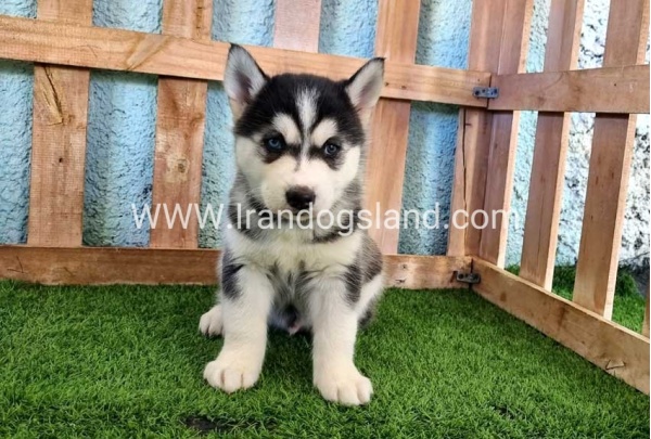 --husky-354_6