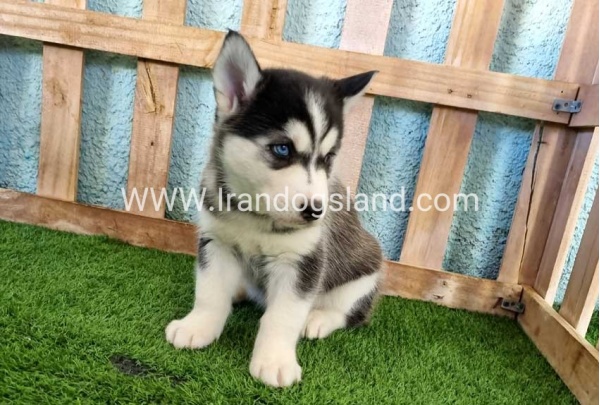 --husky-354_7