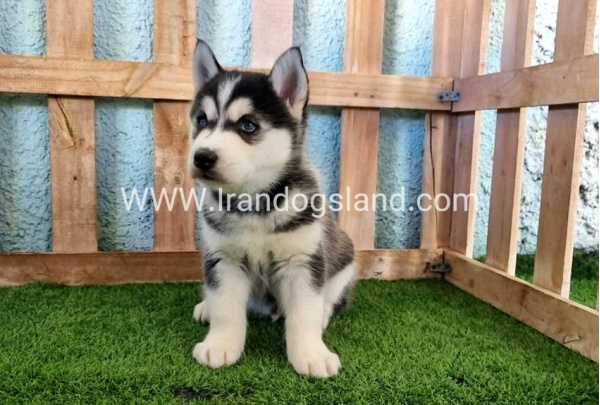 --husky-354_8