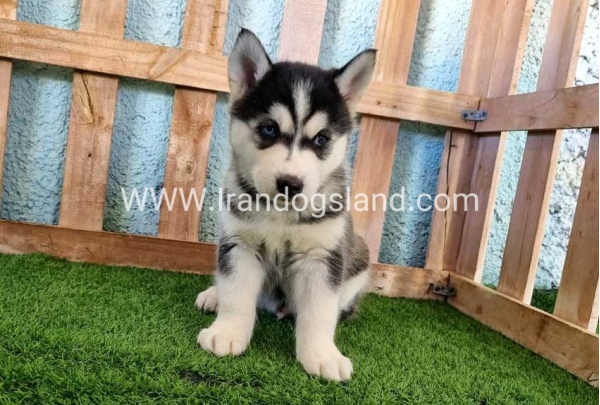 --husky-354_9