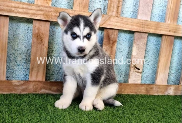 --husky-355_1