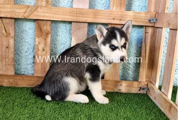 --husky-355_2