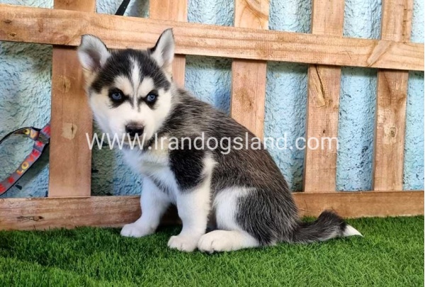 --husky-355_3