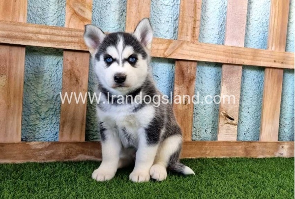 --husky-355_4