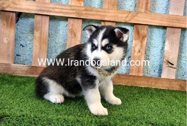 --husky-356_1