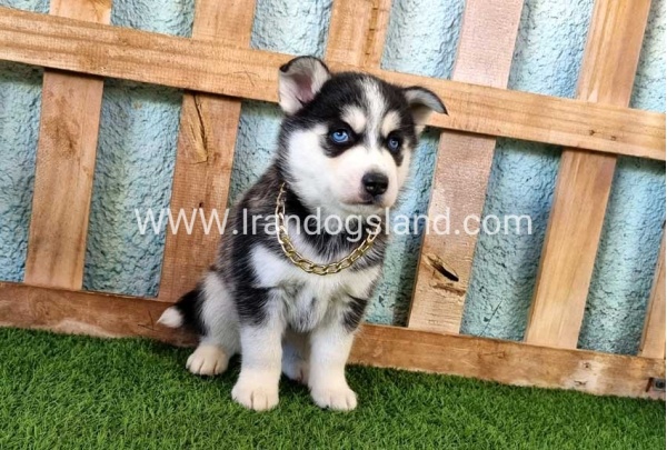 --husky-356_2