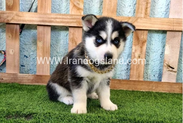 --husky-356_6