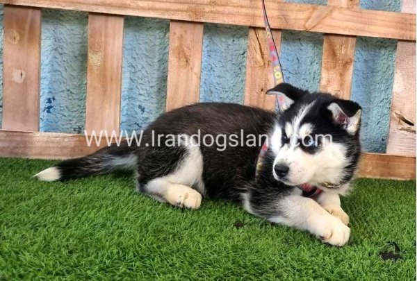 --husky-358_10
