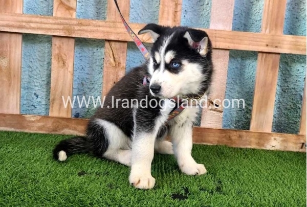 --husky-358_11