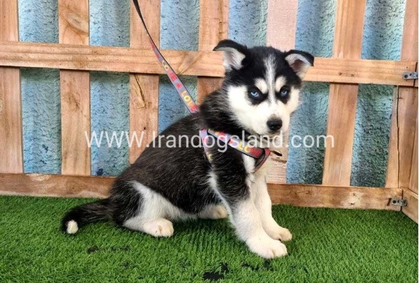 --husky-358_12