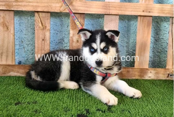 --husky-358_13