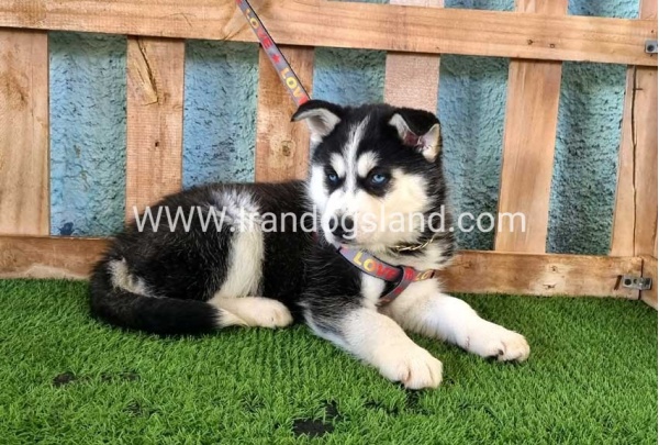 --husky-358_14