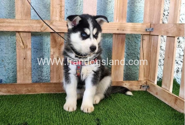--husky-358_15