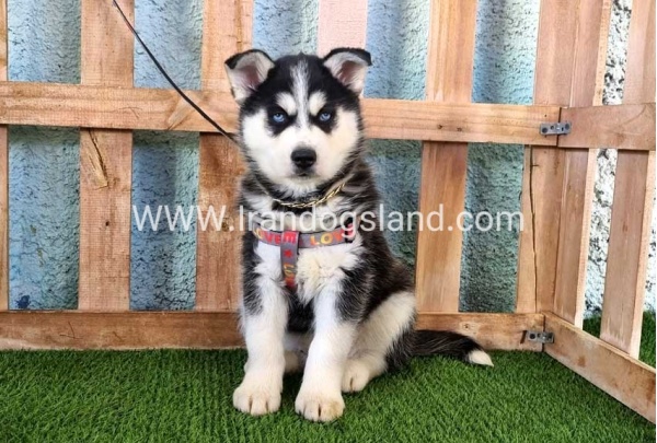 --husky-358_16