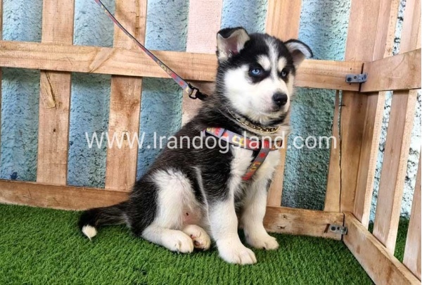 --husky-358_17