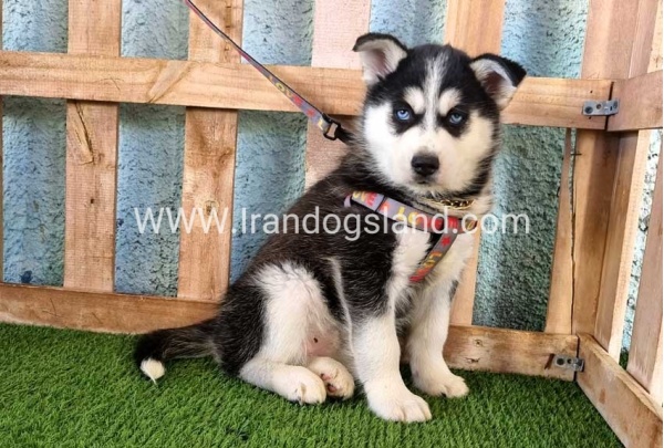 --husky-358_8
