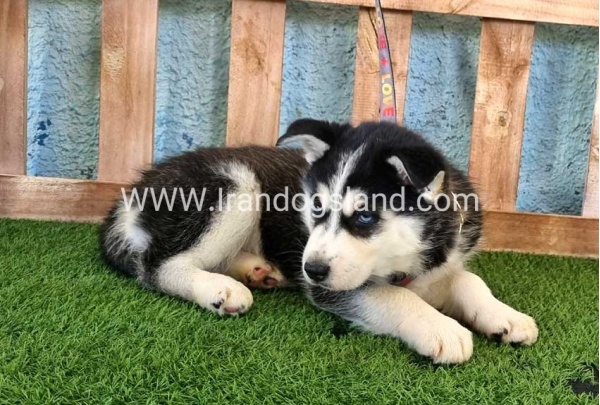 --husky-358_9