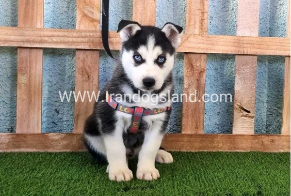 --husky-359_1
