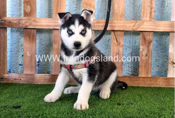 --husky-359_10
