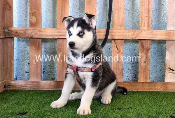 --husky-359_11