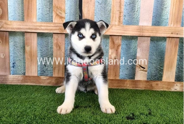 --husky-359_2