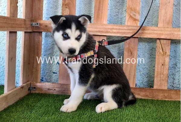 --husky-359_4