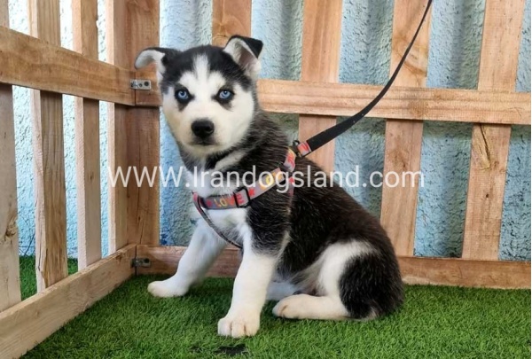 --husky-359_5