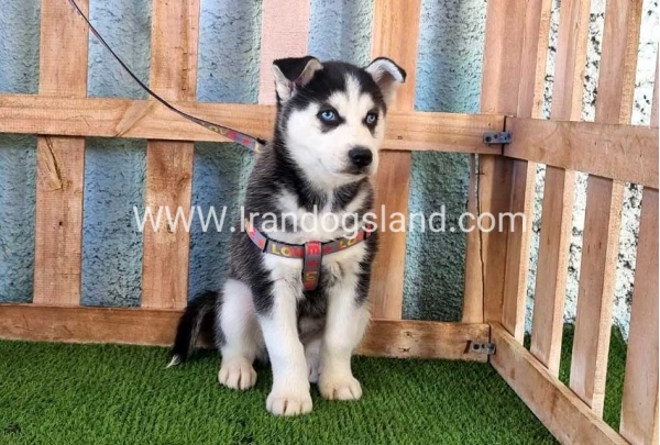 --husky-359_6