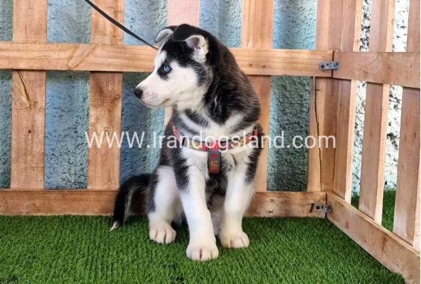 --husky-359_7