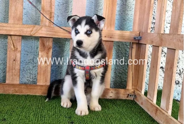 --husky-359_8