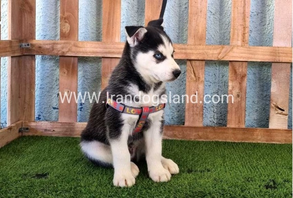 --husky-359_9