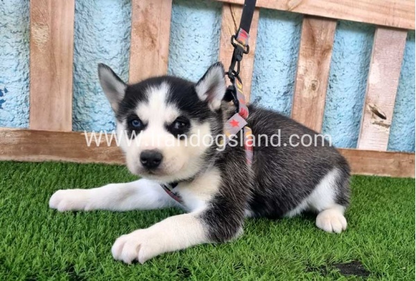 --husky-361_1