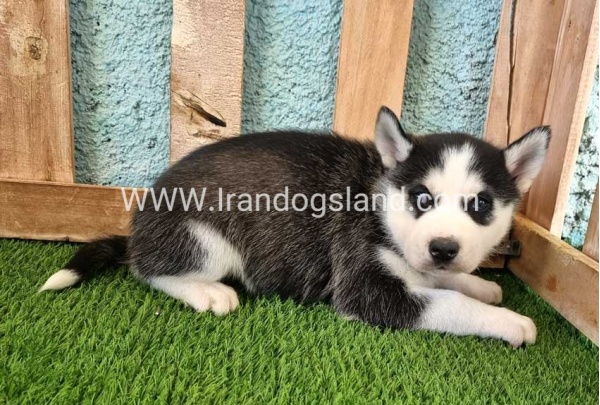--husky-361_2