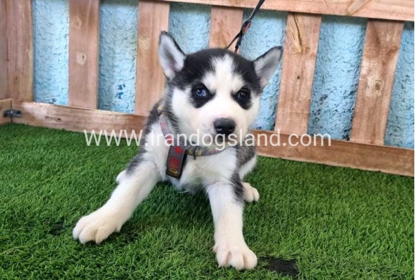 --husky-361_3