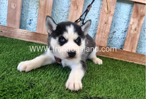 --husky-361_4
