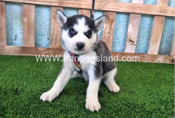 --husky-361_5