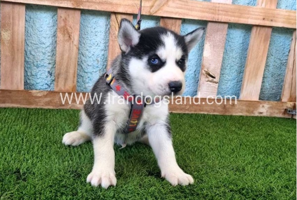 --husky-361_6
