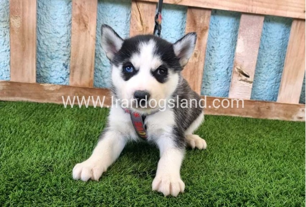 --husky-361_7