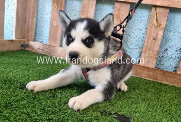 --husky-361_8