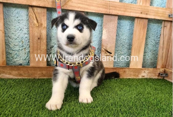 --husky-362_1