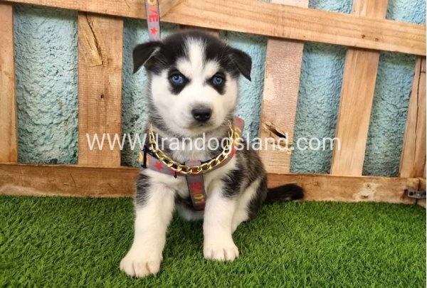 --husky-362_10