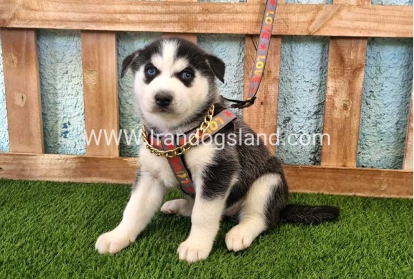 --husky-362_2