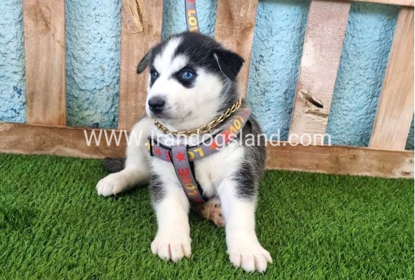 --husky-362_3
