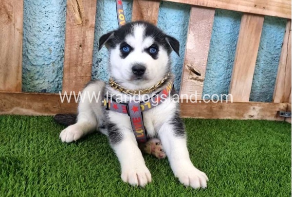--husky-362_4