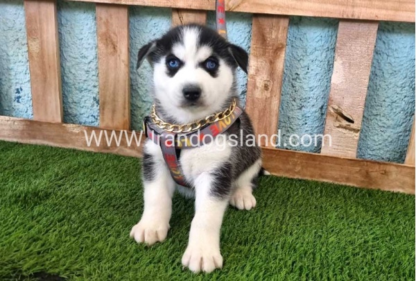 --husky-362_6