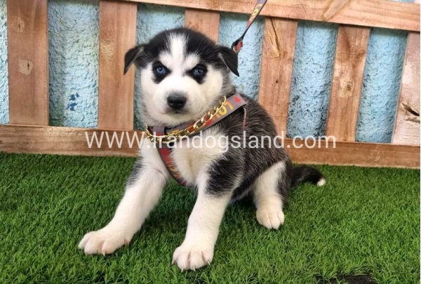 --husky-362_7