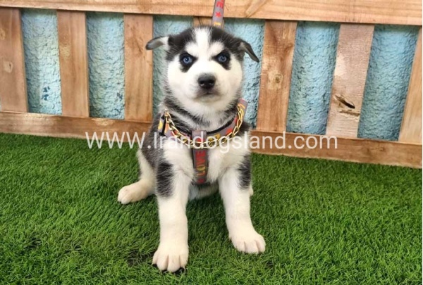 --husky-362_8