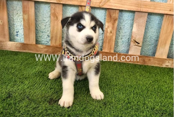 --husky-362_9