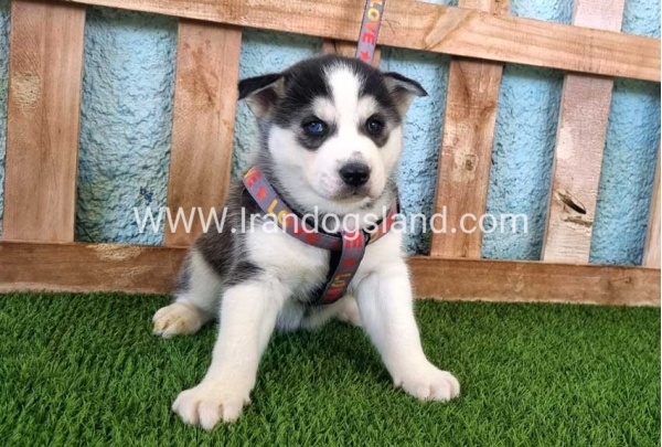 --husky-363_1