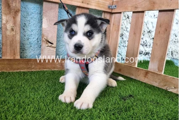 --husky-363_5